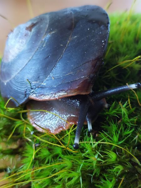 Achatina iradeli zanzibar 4 см Занзібар Містер Хелікс 10000930 фото