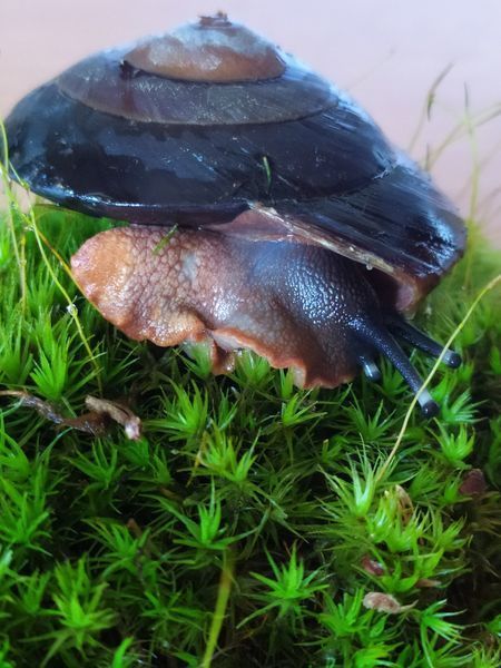 Achatina iradeli zanzibar 4 см Занзібар Містер Хелікс 10000930 фото