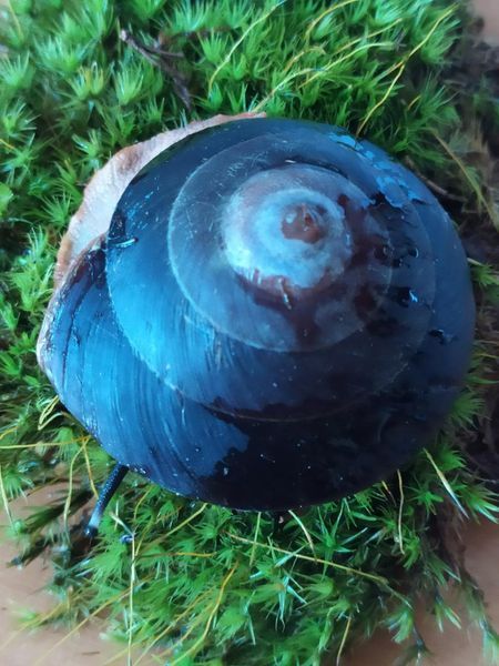 Achatina iradeli zanzibar 4 см Занзібар Містер Хелікс 10000930 фото