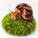 Achatina fulica Ахатина фулика &mdash; молодий равлик, 5 місяців, 5+ см. (Пігментація: standart) 6000630 фото 1