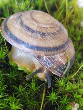 Achatina Caracolus 3-5 см (Караколус) Мистер Хеликс 10000930 фото