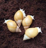 Оl5000x фото
