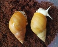 Оl5000x фото