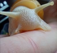 Оl5000x фото
